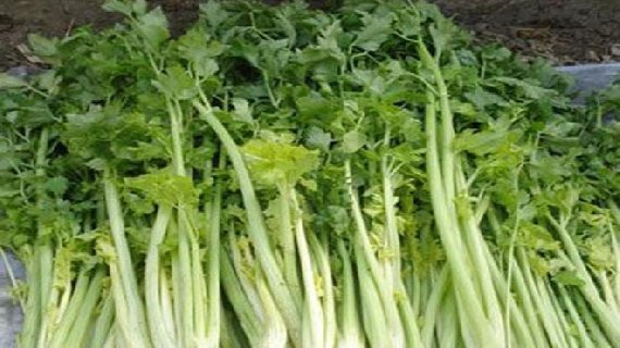 祁家芹菜