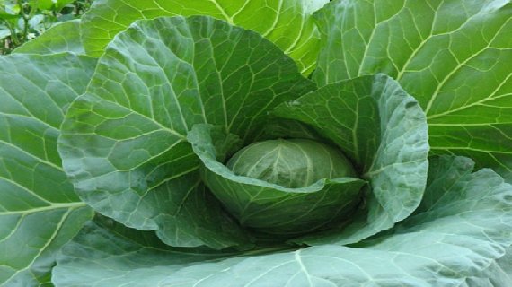 新野甘蓝