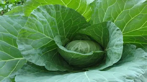 新野甘蓝
