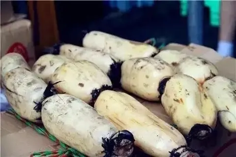 洪湖莲藕