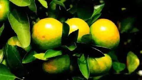 东江湖蜜桔