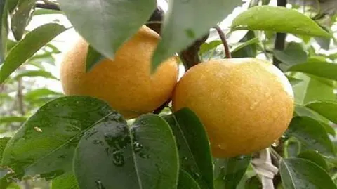 庄行蜜梨
