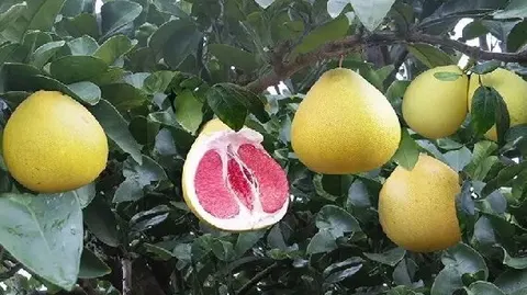 大埔蜜柚