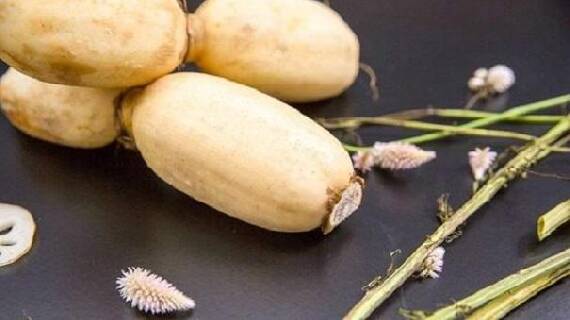 合阳九眼莲
