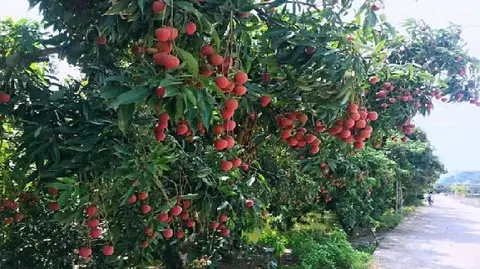 庞寨黑叶荔枝