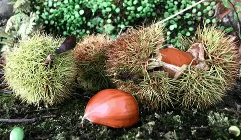 昆嵛山板栗