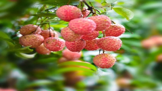 镇隆荔枝