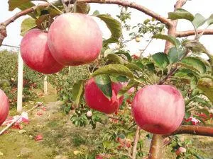 新农寒富苹果