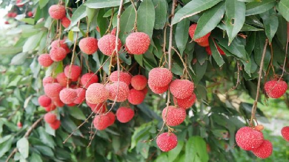 岵山荔枝