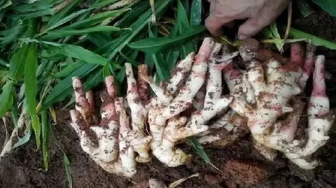 石塘生姜