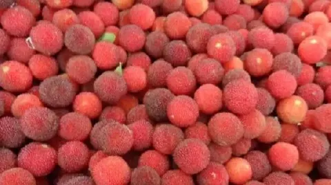 岱瓮杨梅