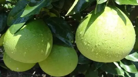 永定蜜柚