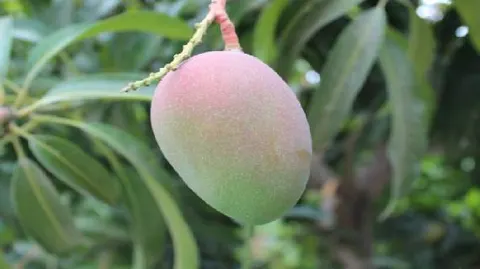 瑞丽芒果