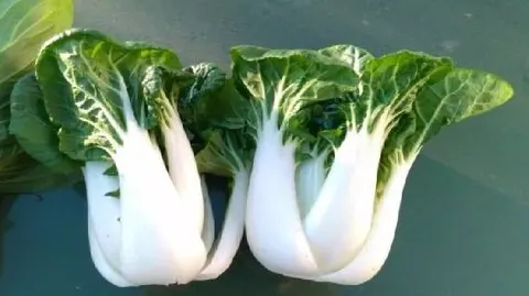湘潭矮脚白