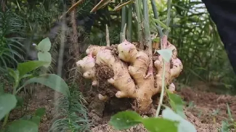 连山大肉姜
