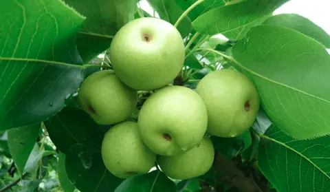 闯王砂梨