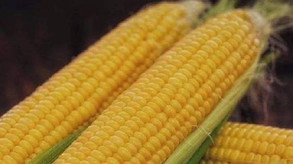 绥化鲜食玉米