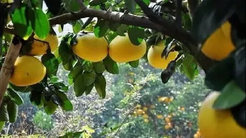 玉环文旦