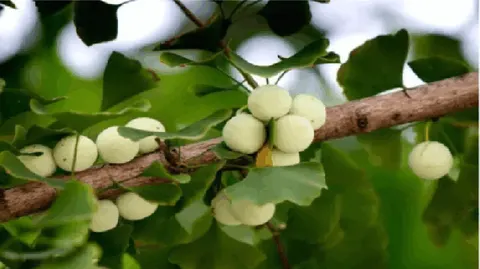 汉中银杏