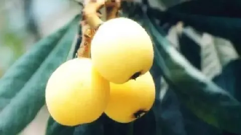 宁海白枇杷