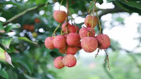 大塔荔枝