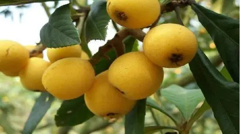 东山白沙枇杷