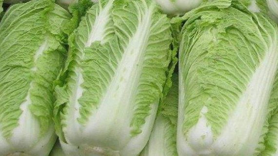新野大白菜
