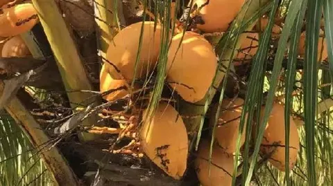 万宁金椰子