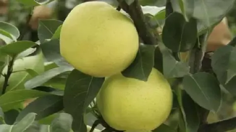 大林梨