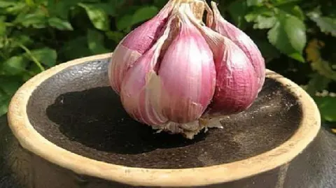 水城红香蒜
