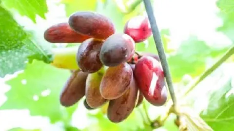 怀来葡萄