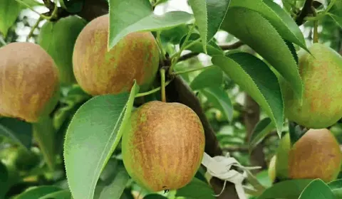 威县梨