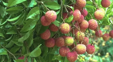 雷岭乌叶荔枝