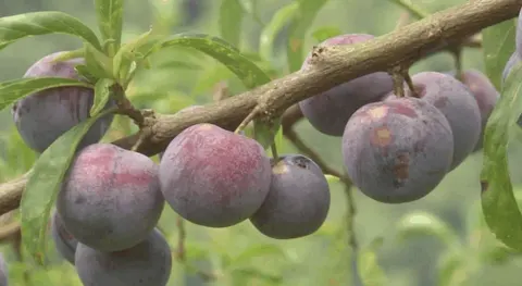 石柱脆李