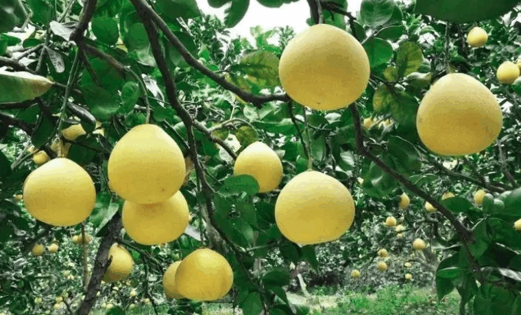 澄迈无籽蜜柚