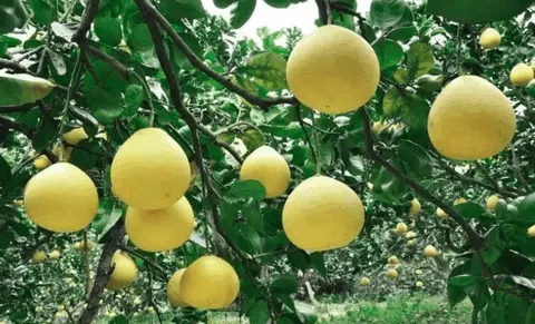 澄迈无籽蜜柚