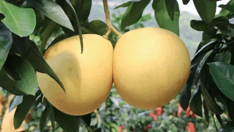 印江红香柚