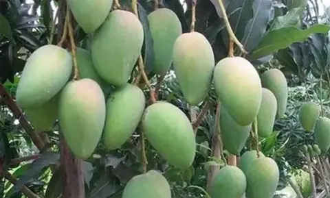 景谷象牙芒果