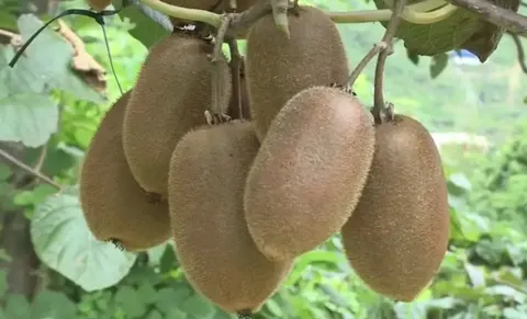 和平猕猴桃