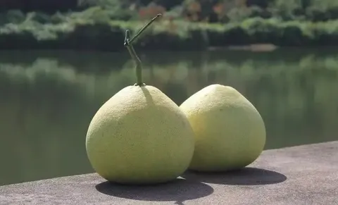 皋泄香柚