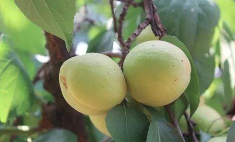 龙泉务香白杏